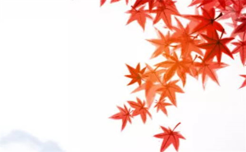 2033年10月08日是动土好日子吗 今日动土修造好不好