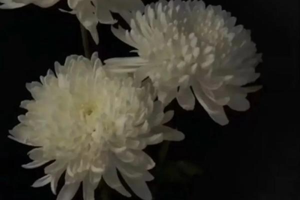 3月30扫墓吉日_3月30日适宜扫墓日